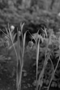 Garten der Frauen, Friedhof Ohlsdorf, Hamburg
