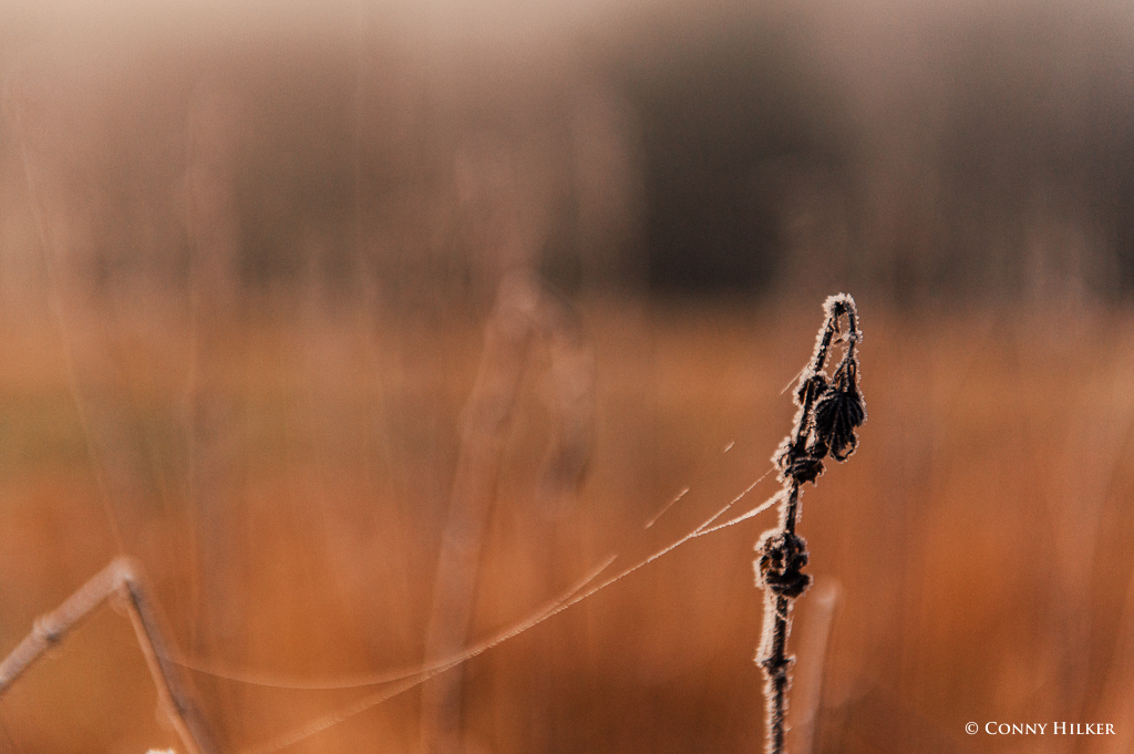 Nebel und Sonne (3 von 11)