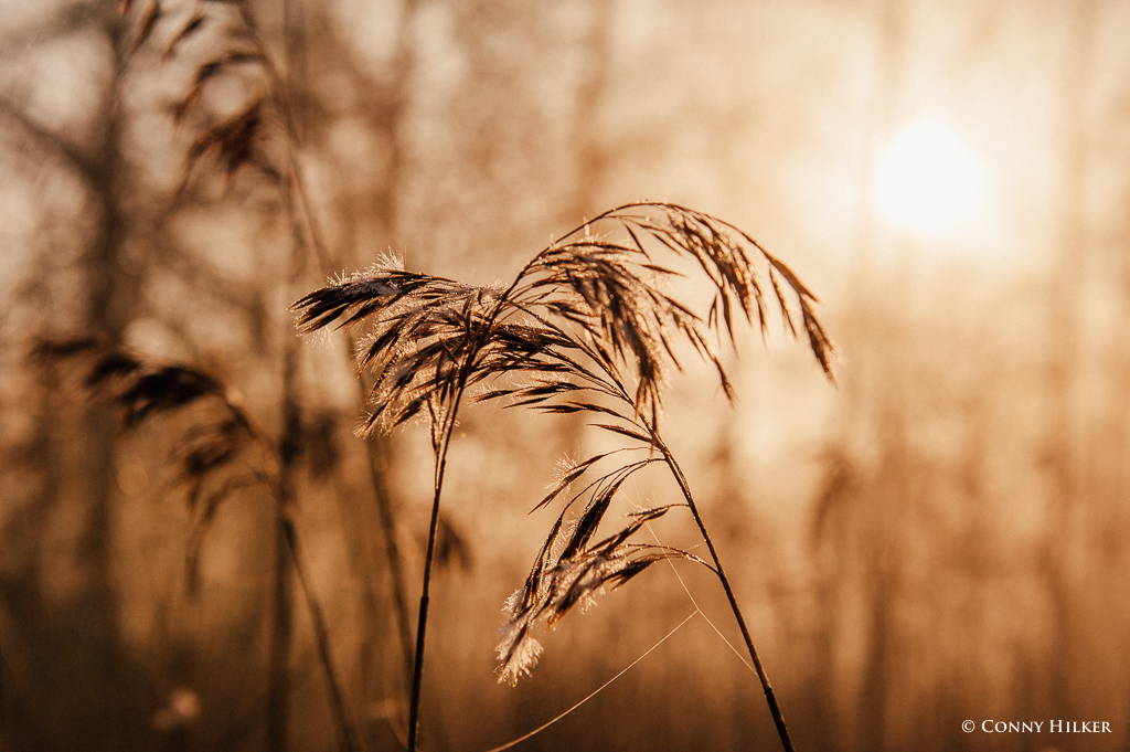 Nebel und Sonne (6 von 11)