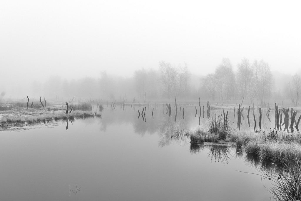 Nebel im Moor&nbsp;s/w