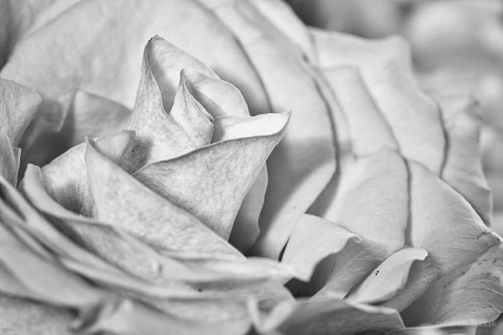 Rose, Blüte in s/w, b/w