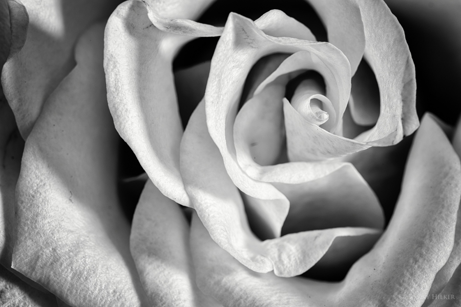 Rose, Blüte in s/w, b/w