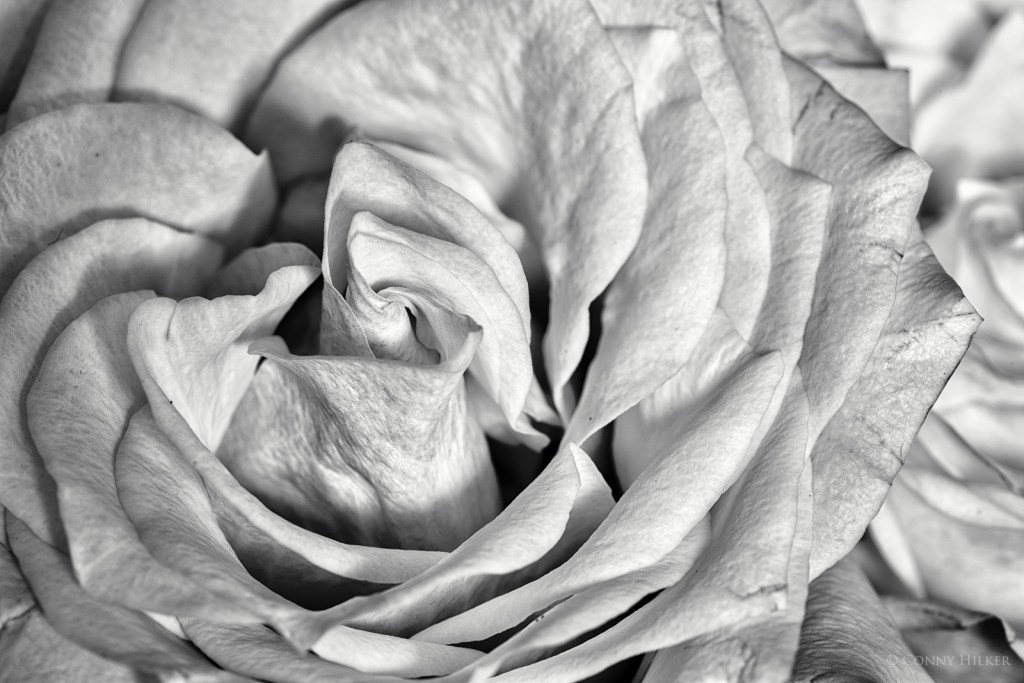 Rose, Blüte in s/w, b/w