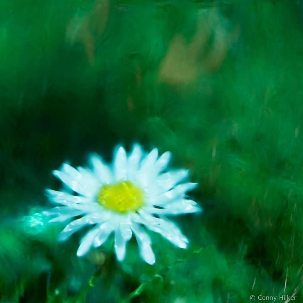 Gänseblümchen unter beschlagenem, blauem Glas fotografiert. 