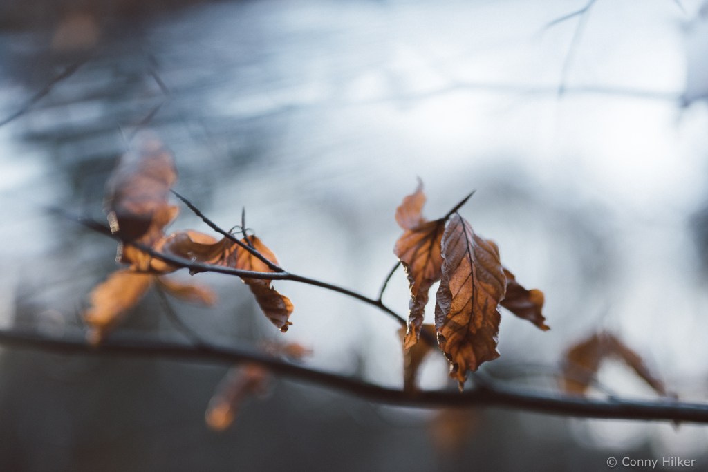 Blätter an einem Ast. Irritation durch ein Prisma vor dem Objektiv.