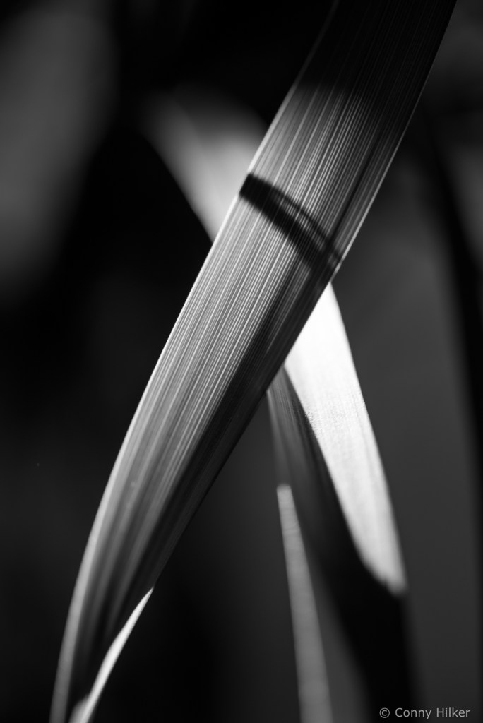 Licht- und Schattenwürfe in s/w