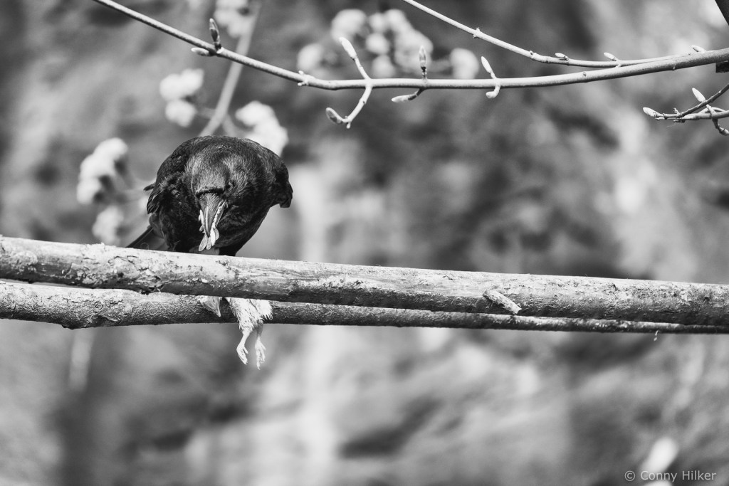 Krähe beim Fressen in s/w