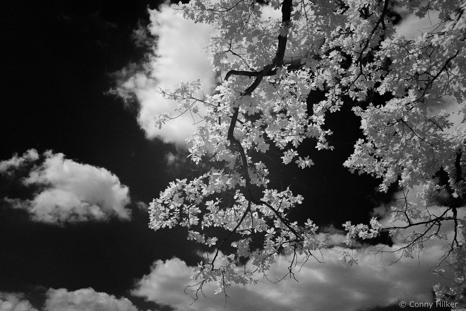 When green turns into white – Infrarot mit der Fuji X100T
