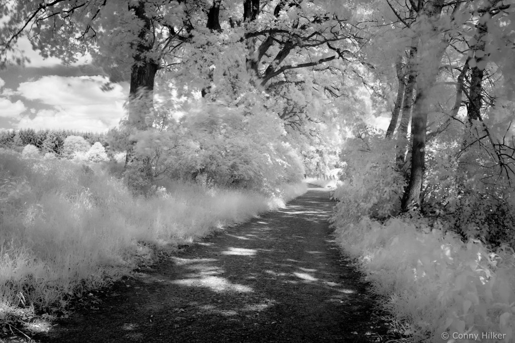 Infrarot, Fuji x100t, Natur, woodeffekt