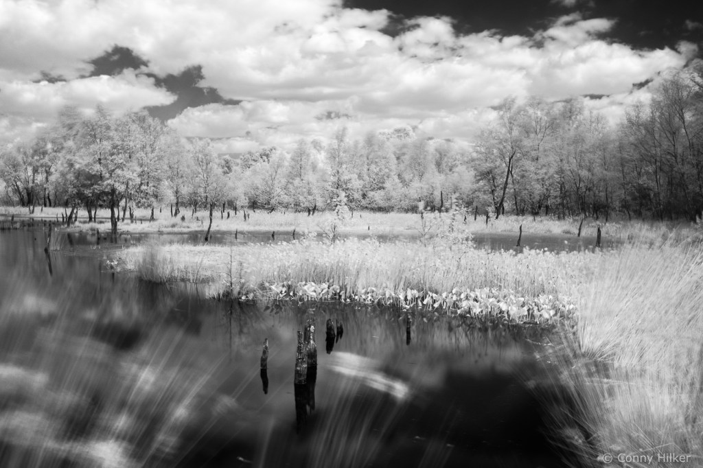 Infrarot, Fuji x100t, Natur, woodeffekt