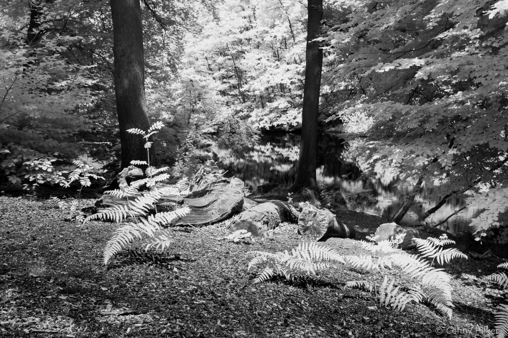 Infrarot, Fuji x100t, Natur, woodeffekt