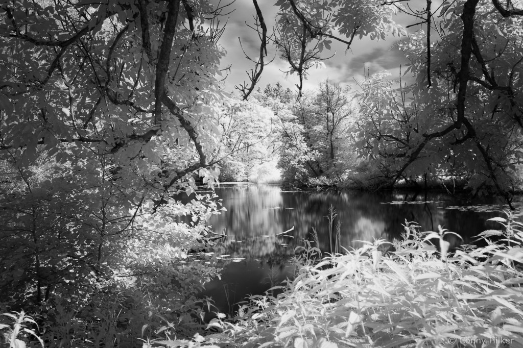 Infrarot, Fuji x100t, Natur, woodeffekt