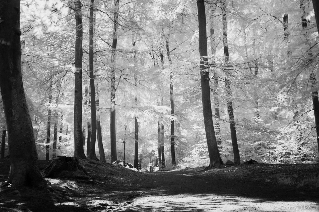 Infrarot, Fuji x100t, Natur, woodeffekt