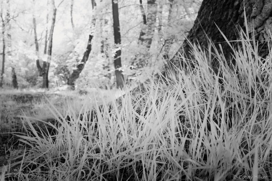 Infrarot, Gras, Baum, Natur