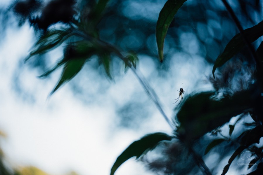 Lensbaby Twist, Spinne im Gegenlicht