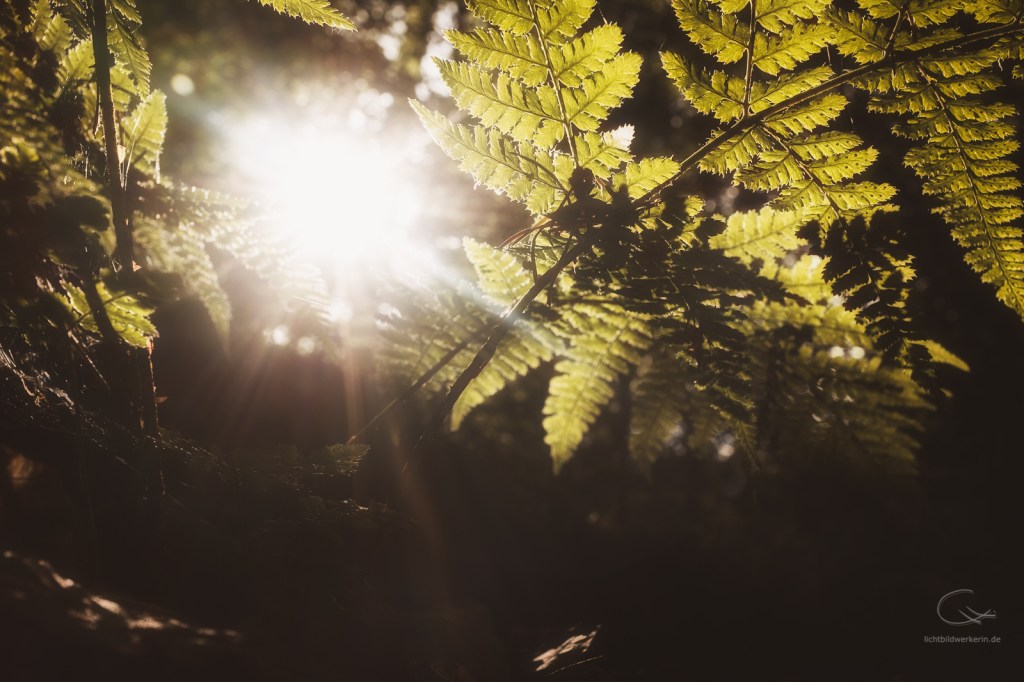 Die Sonne geht immer noch&nbsp;auf
