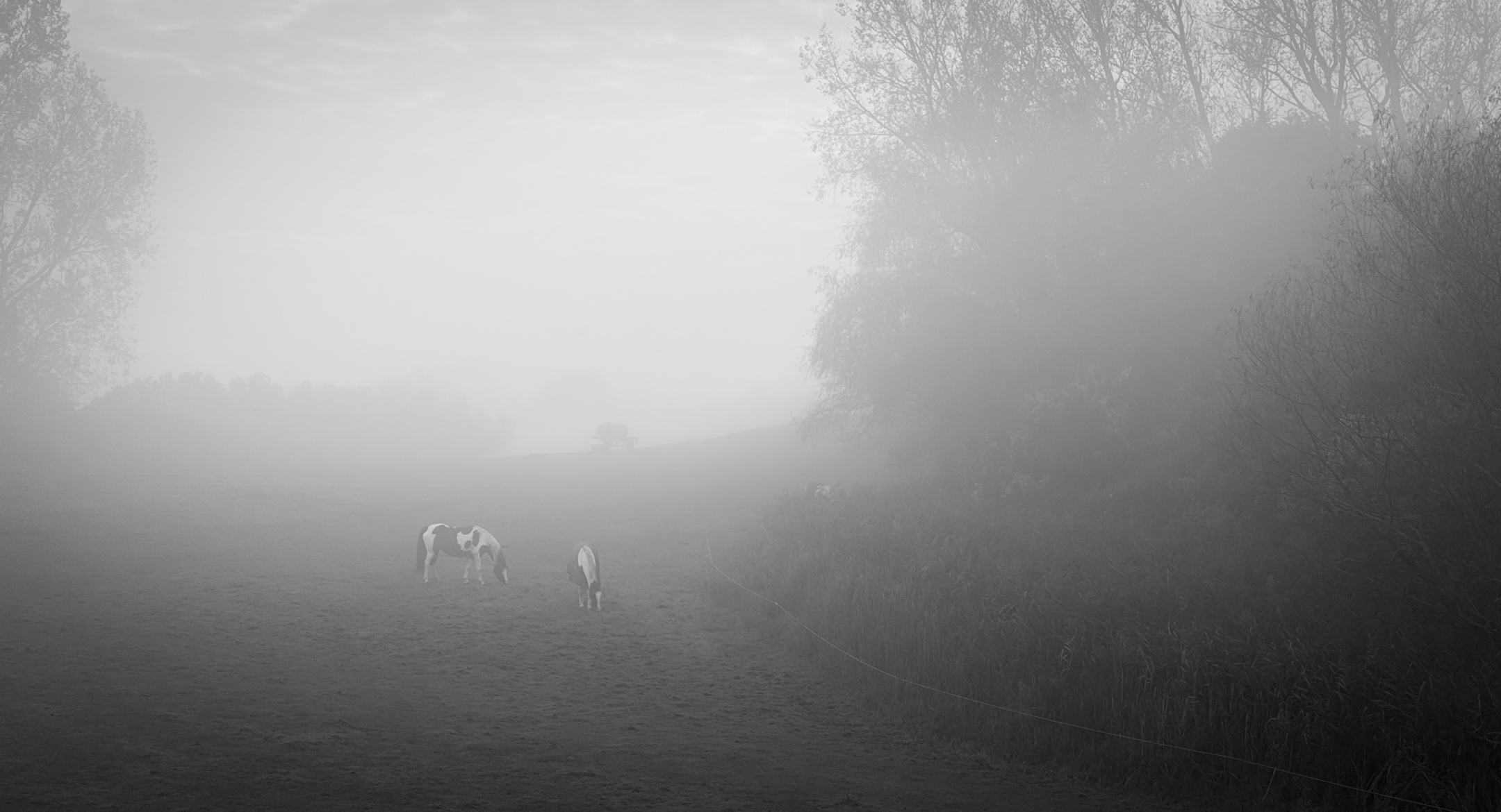 Gedanken im Nebel